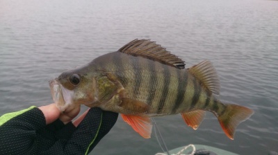 Как джърка издаваше костурите (риболов на едри раирани)